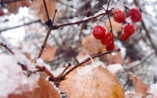 西部数码云主机与虚拟主机，性能、灵活性及成本效益的深度对比