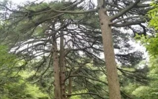 云端厘米的奇幻之旅，探索虚拟与现实交织的奇观