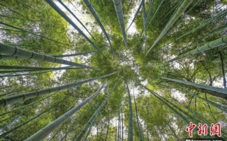 竹林里的数字化织梦—探究竹机网的创新与未来