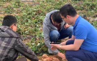 红薯遨游云端，探秘地瓜云的农业潜力与科技未来