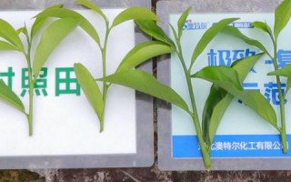 探索新国网络的实践应用与用户体验深度剖析