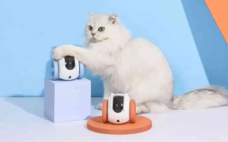 深入解析猫云评测，猫咪生活中的数智化助手