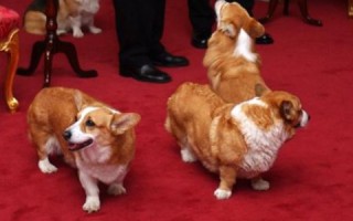 猎英网络，开启全球精英教育的新纪元