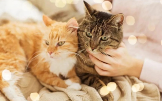 猫云时代下的宠物体验，重塑人宠互动新篇章