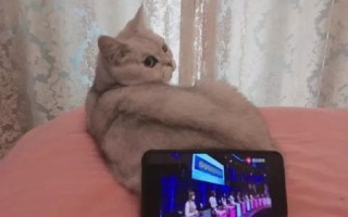 猫云稳定吗，大数据分析下的云养猫服务稳定性探讨