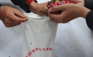 中国域名网的现状与未来，探索数字时代的品牌创新与质量控制
