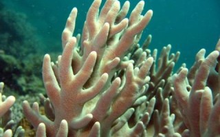 太平洋数据稳定吗？深入解析海洋数据变化的复杂性与重要性