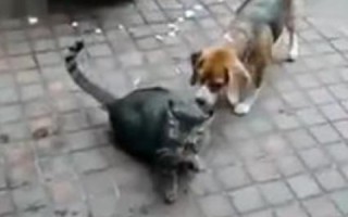 乐猫网络，探寻互联网时代的智能生活新体验