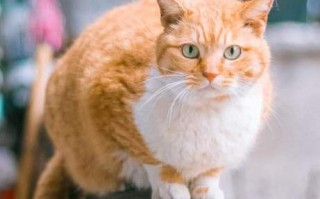 猫云官网，探索智能科技领域的宠物新发现