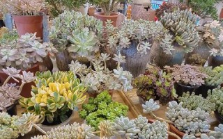 中国稳定大局下的亚洲繁荣与发展
