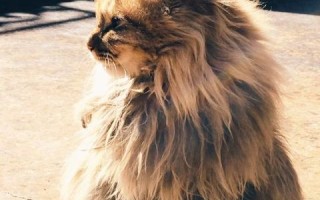 酷猫云官网，重新定义云端存储与分享的新时代
