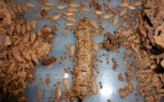 白蚁主机的秘密，探索未知的使用启示