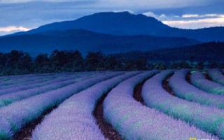薰衣草之恋，探索梦幻网站域名的创意之旅