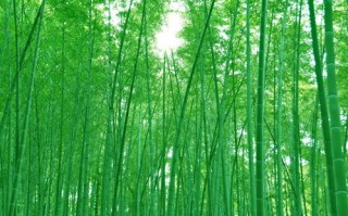 芒竹云，生态与科技的和谐交响，重塑绿色未来