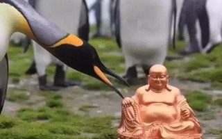 南极科技官网，探索未知，引领未来