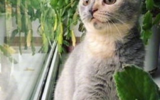 猫咪云端乐园，探索猫云官网的奇妙世界