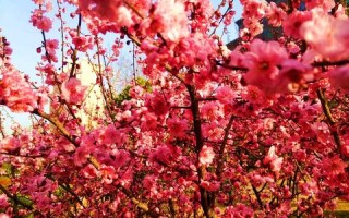 东湖数据与数字时代，探索政府信息管理的变革与挑战