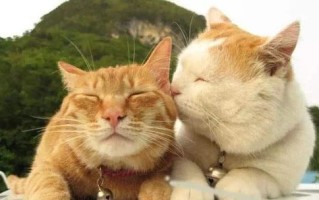 猫云，稳定性与未来展望的探讨