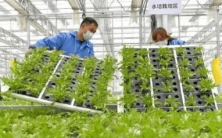 菜菜互联时代，重塑农业供应链，开启智能农业新时代