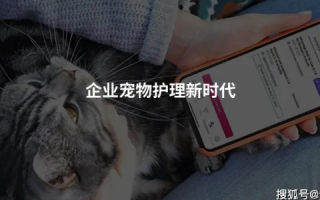 云端之猫，数字化时代的宠物健康管理新篇章
