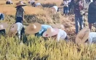 尚色网络，探索色彩斑斓的网络世界新体验