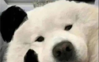 精准评测，久久主机网的性能如何？