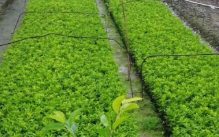 电脑360浏览器打开后总出现域名解析错误错误代码105请检查域名