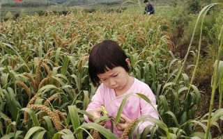 分享心得，探索地瓜云的实用魅力与用户体验