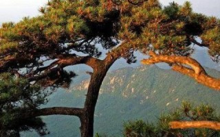 紫云之美，探索自然与人文的和谐共生