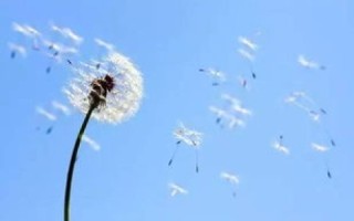 蒲公英网络官网，连接世界的桥梁，开启数字化智慧生活的新篇章