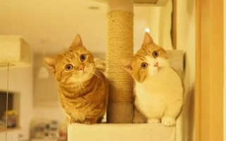 茶猫云，探索数字时代的茶文化新境界