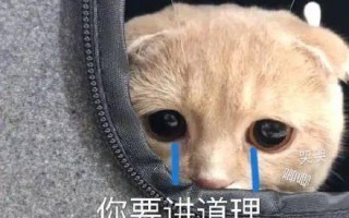 彩虹主机，穿越时空的奇幻之旅