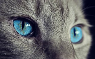 真实体验分享，探索猫云的奇妙世界，你现在也可以加入！