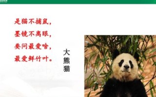 熊猫互联，以科技之名，编织保护与发展的和谐篇章