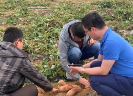 红薯遨游云端，探秘地瓜云的农业潜力与科技未来