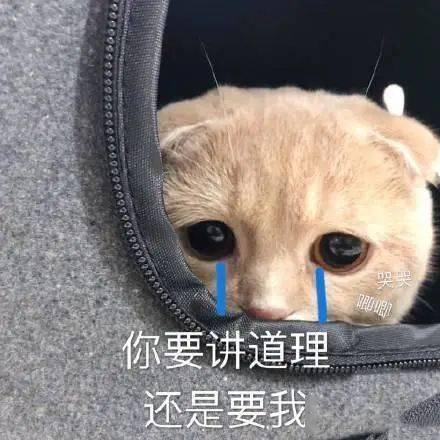 彩虹主机，穿越时空的奇幻之旅