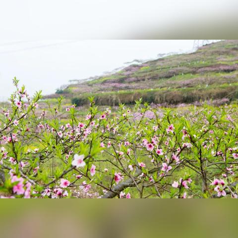 粉云网络，连接未来科技与生活的新纽带