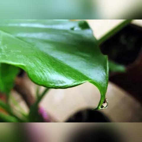 探寻滴盾网络的奥秘，安全性、价值与未来发展探讨