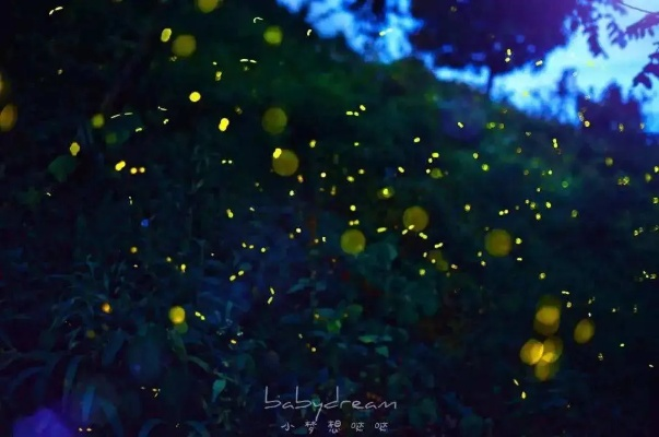萤火虫，遗落在夜晚的诗行