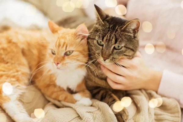 猫云时代下的宠物体验，重塑人宠互动新篇章