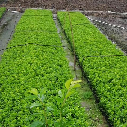电脑360浏览器打开后总出现域名解析错误错误代码105请检查域名