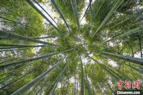 竹林里的数字化织梦—探究竹机网的创新与未来