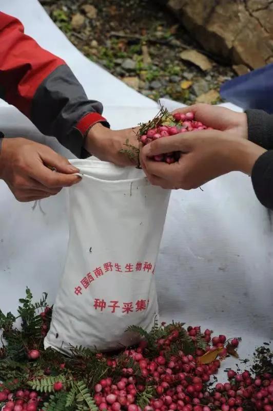 中国域名网的现状与未来，探索数字时代的品牌创新与质量控制