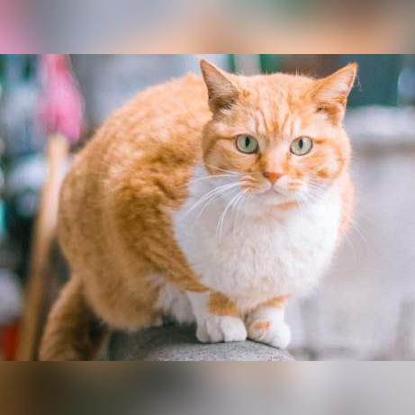 猫云官网，探索智能科技领域的宠物新发现