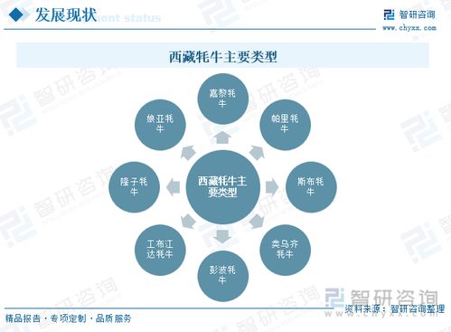 后缀为.ren的域名，未来展望与前景分析
