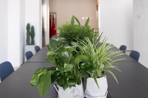 绿色空间官网，探索绿植艺术的无限可能