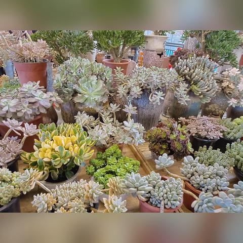 中国稳定大局下的亚洲繁荣与发展