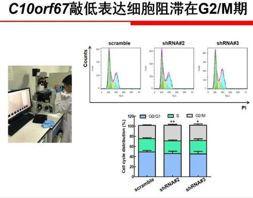 大连的服务器托管公司哪家好，深度剖析与推荐