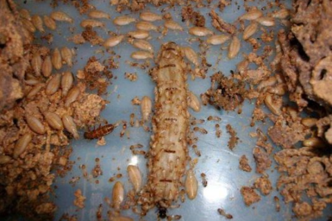 白蚁主机的秘密，探索未知的使用启示