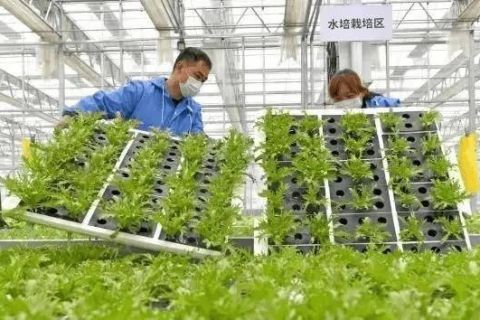 菜菜互联时代，重塑农业供应链，开启智能农业新时代